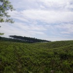 IMGP5452