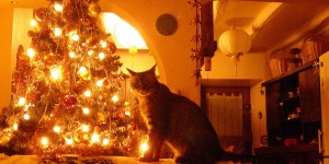 Miaou chez "Mamounette"