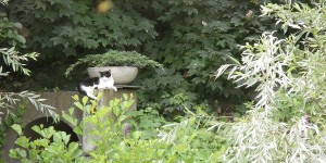 Waldo kitty
